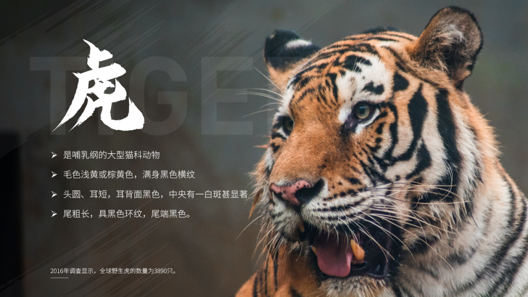 ppt怎么设置图片背景_背景图片设置为邀请函背景图_背景图片设置为海报背景