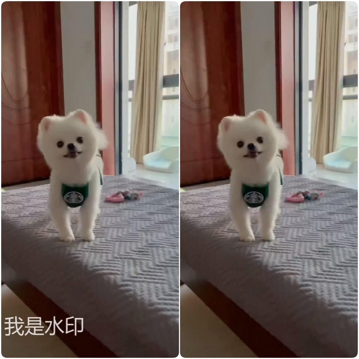 视频剪辑去除水印软件_剪辑如何去除视频水印_视频剪辑去除水印的方法